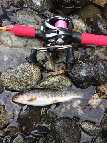 イワナの釣果