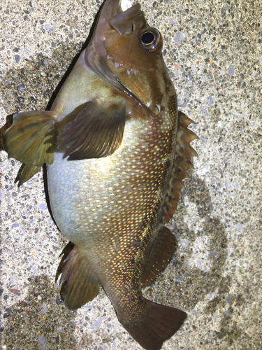 エゾメバルの釣果