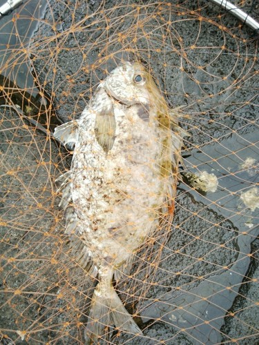 アイゴの釣果