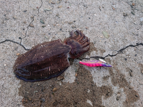 モンゴウイカの釣果