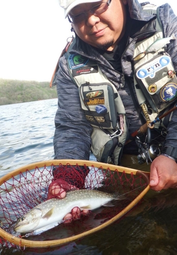 アメマスの釣果