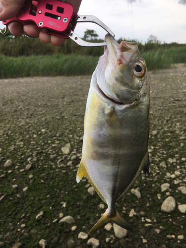 メッキの釣果