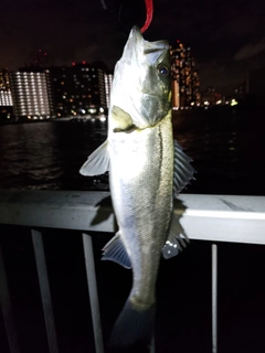 シーバスの釣果