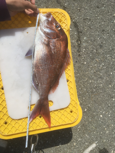 マダイの釣果