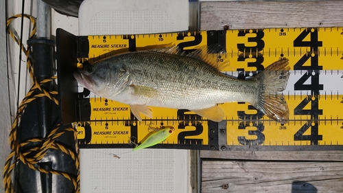 ブラックバスの釣果