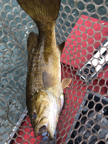 スモールマウスバスの釣果