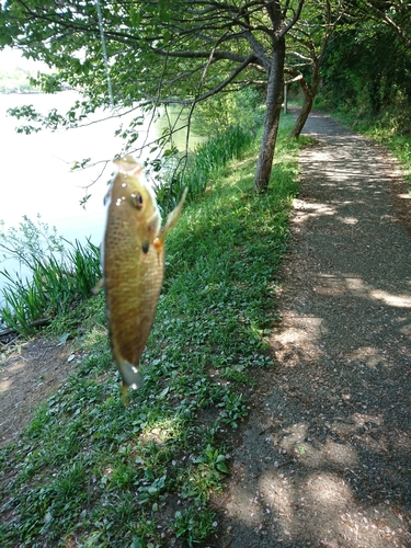 ブルーギルの釣果