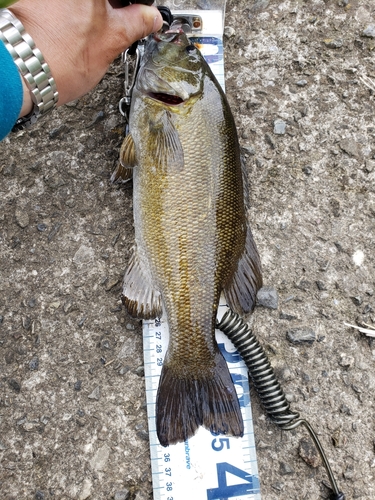 スモールマウスバスの釣果