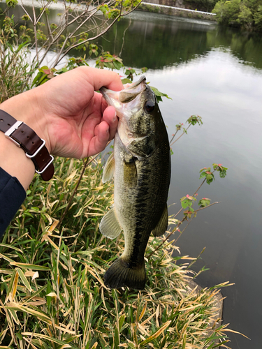 ラージマウスバスの釣果