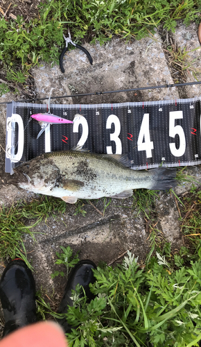 ブラックバスの釣果