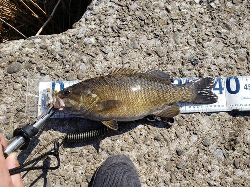 スモールマウスバスの釣果