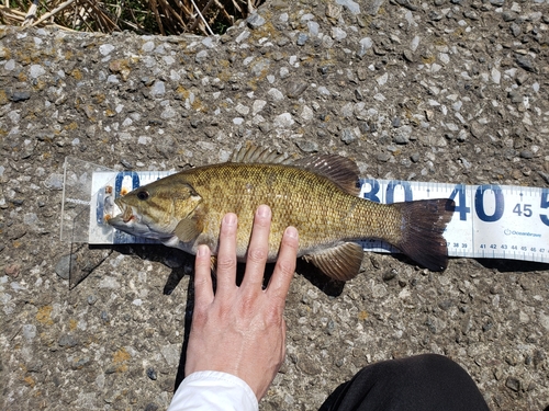 スモールマウスバスの釣果