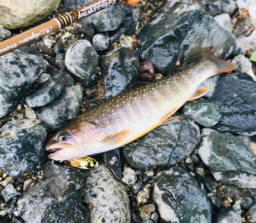 イワナの釣果