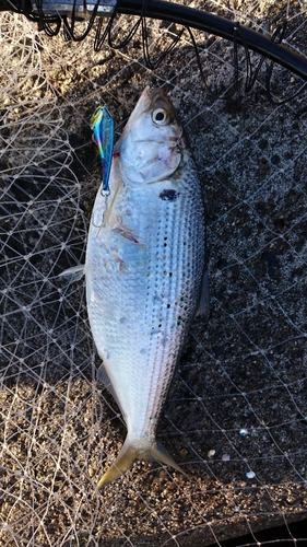 コノシロの釣果