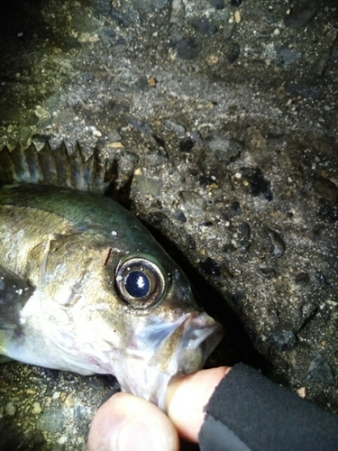 クロメバルの釣果