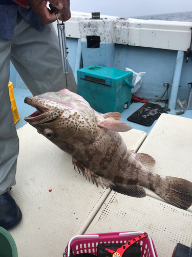 ヤイトハタの釣果