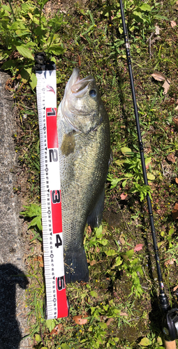 ブラックバスの釣果