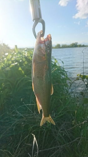 ハスの釣果