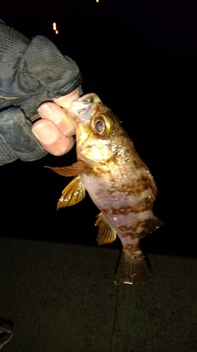 メバルの釣果