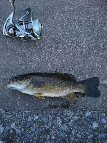 スモールマウスバスの釣果