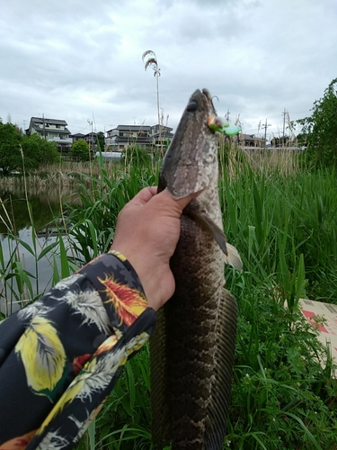 ライギョの釣果