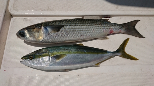 ツバスの釣果