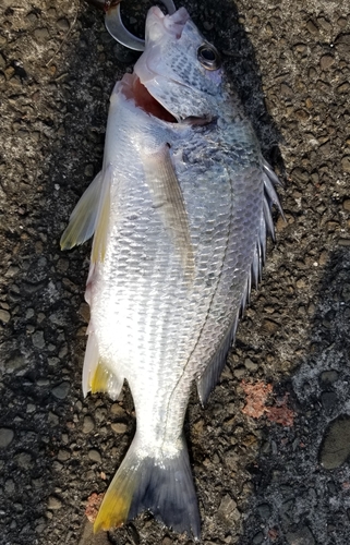 キチヌの釣果