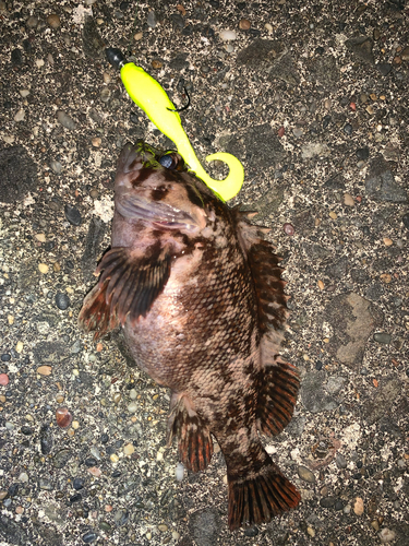 オウゴンムラソイの釣果