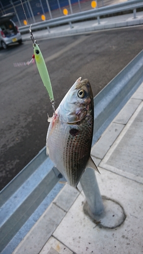 コノシロの釣果