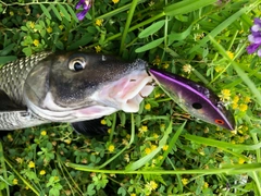 ニゴイの釣果