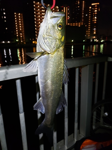 シーバスの釣果