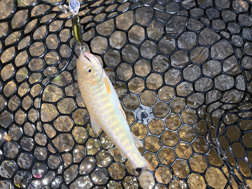 イワナの釣果