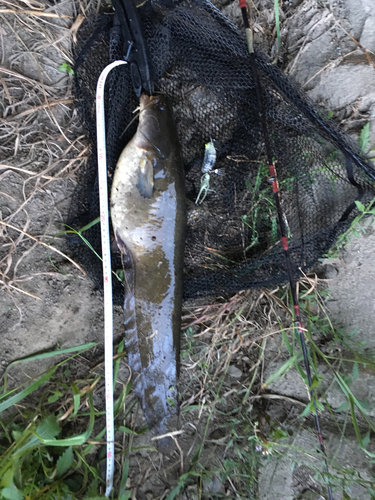 ナマズの釣果