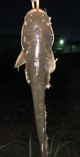 ナマズの釣果