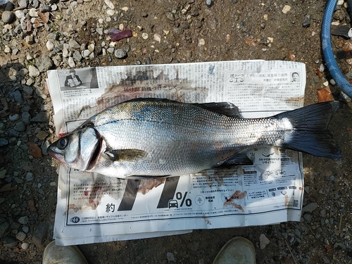 セイゴ（ヒラスズキ）の釣果