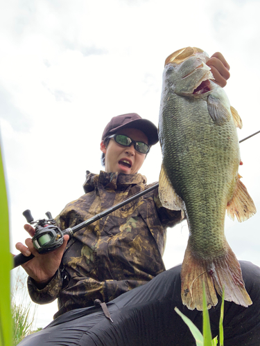 ブラックバスの釣果