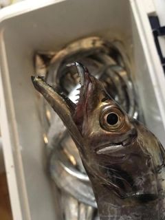 タチウオの釣果