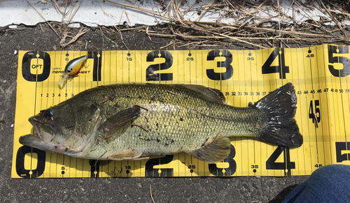 ブラックバスの釣果