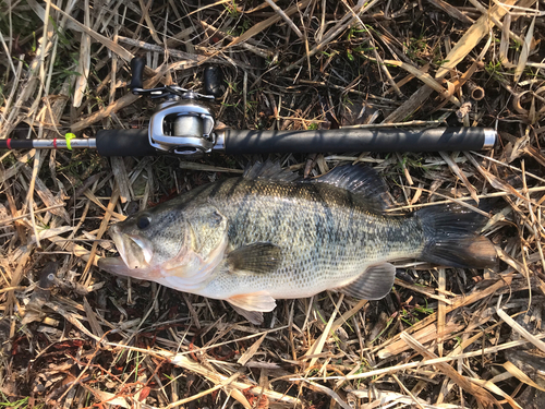 ラージマウスバスの釣果