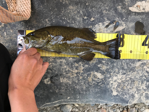 スモールマウスバスの釣果