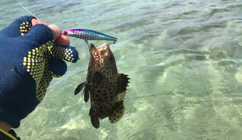 イシミーバイの釣果