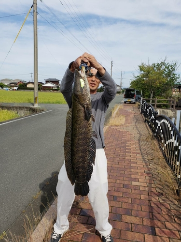 ライギョの釣果