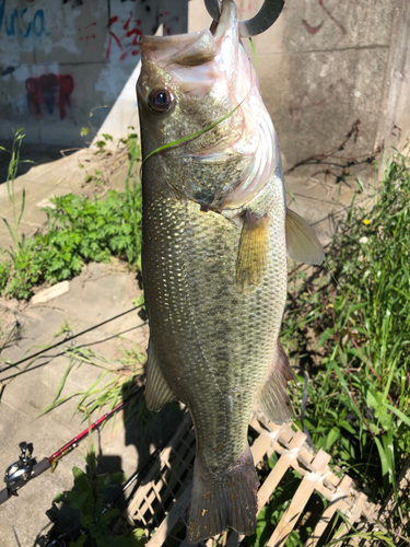 ブラックバスの釣果