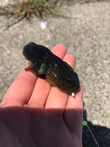 マハゼの釣果