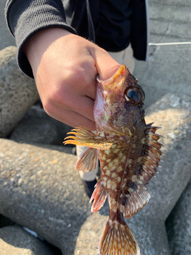 カサゴの釣果