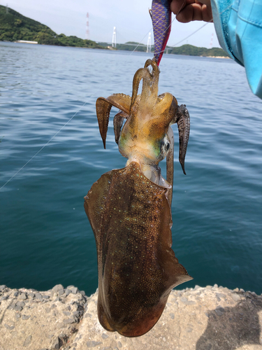 アオリイカの釣果