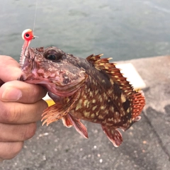 カサゴの釣果