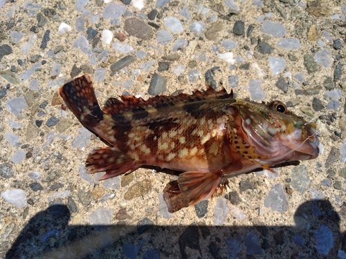 カサゴの釣果