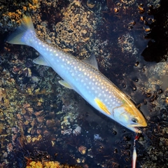 ウミアメの釣果