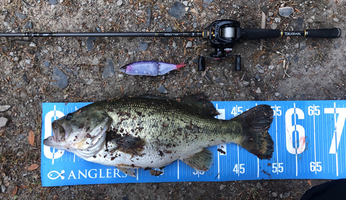 ブラックバスの釣果